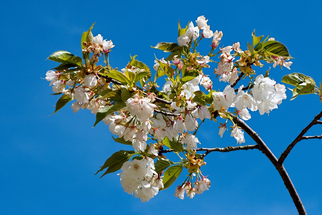 bloesem hdr voorjaar lente bloem bloemen flora fruitbomen betuwe kersenbloesem japan sakura fruit fruitbomen